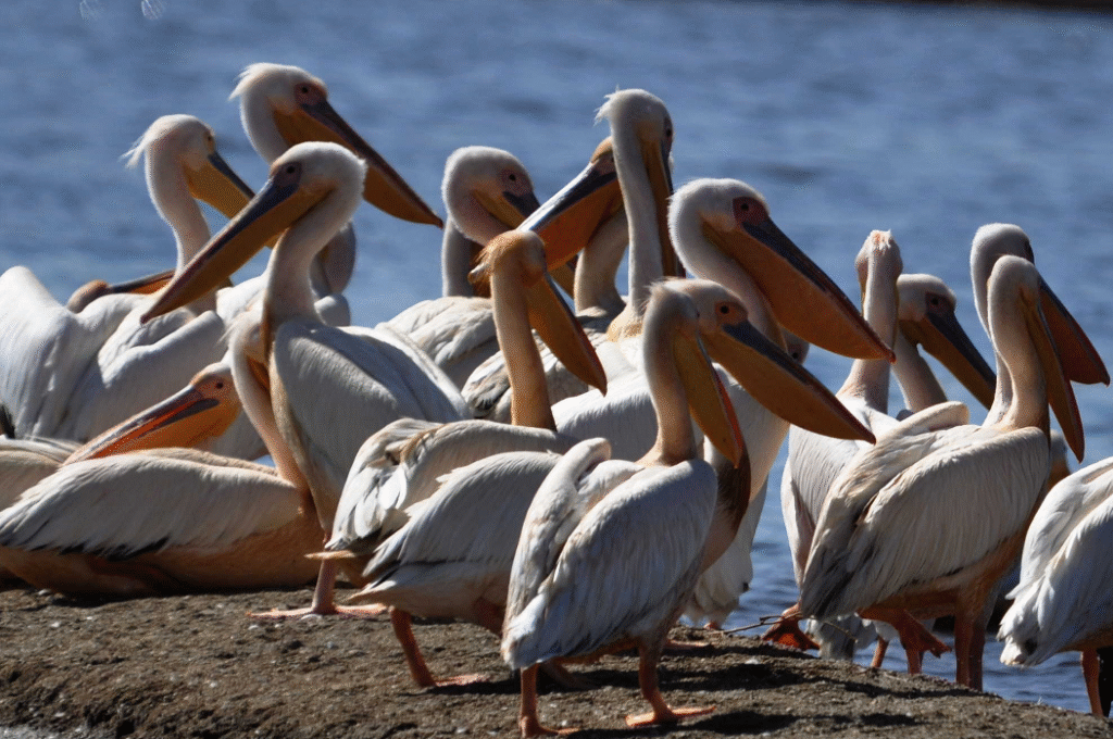 Abijatta-Shalla National Park